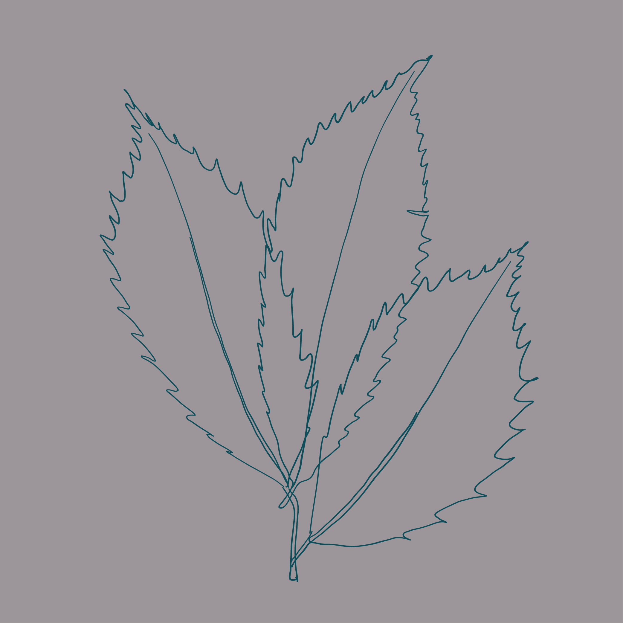 Graphic drawing of the leaves of an American Chestnut (tree)