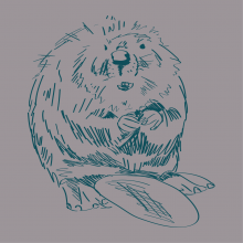 Graphic drawing of a Beaver (animal)