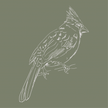 Graphic drawing of a Cardinal (bird)