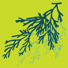 Graphic drawing of the needles from a Eastern White Cedar (tree)