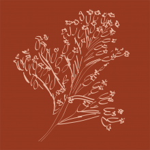 Graphic drawing of Goldenrod in bloom (wildflower)